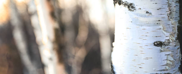 istock White and black birch trunks, woods in different focus. Betula forest 1337370801