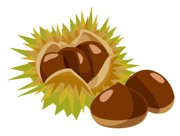 밤 세트, 가을 맛 아이콘 일러스트레이션, 벡터 이미지 - chestnut food nut fruit stock illustrations