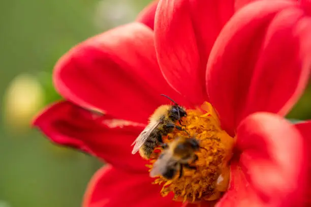 Photo of Bees pollinating red dahlia flower
