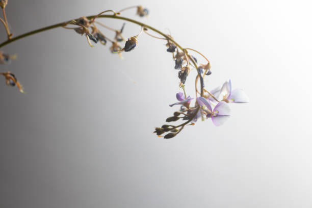 Bush Clover flowers on white background stock photo