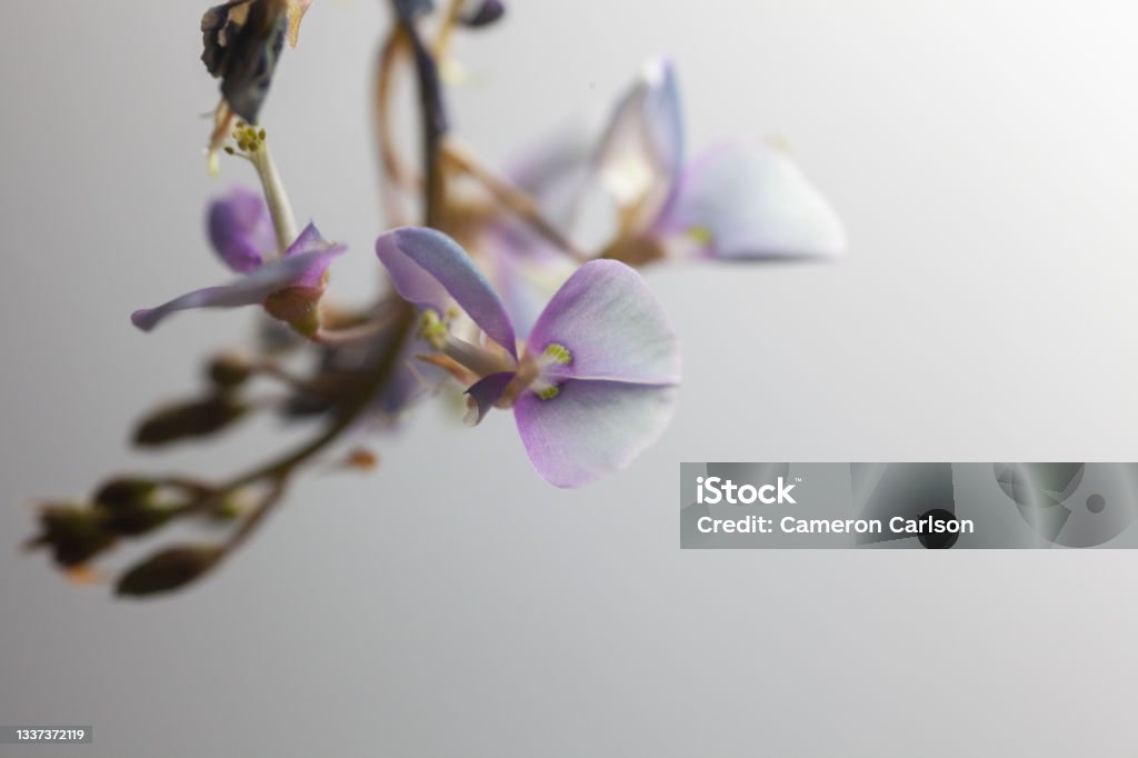 Bush Clover flowers on white background close up image of bush clover flowers on a white background Beauty In Nature Stock Photo