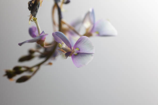 Bush Clover flowers on white background stock photo