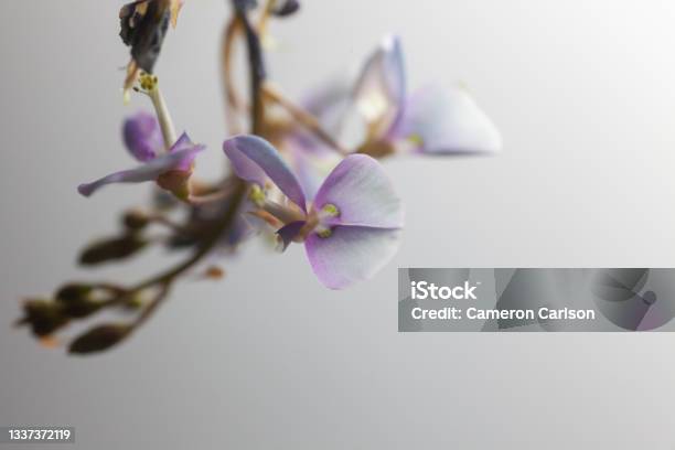 Bush Clover Flowers On White Background Stock Photo - Download Image Now - Beauty In Nature, Blossom, Botany