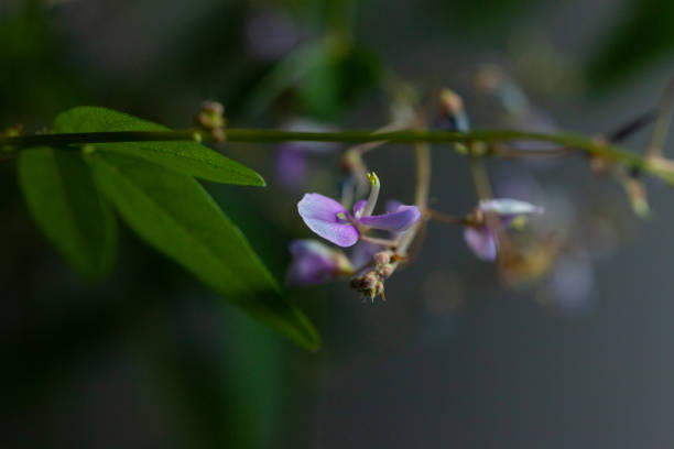 close up of bush clover flower stock photo