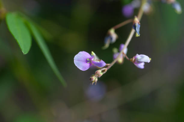 close up of bush clover flower stock photo
