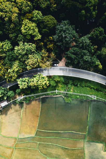 istock Rice field ,Aerial view of rice fields 1337372216