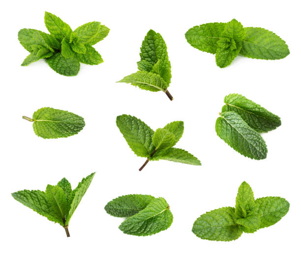 ensemble de feuilles de menthe poivrée fraîche isolées sur blanc - mint photos et images de collection