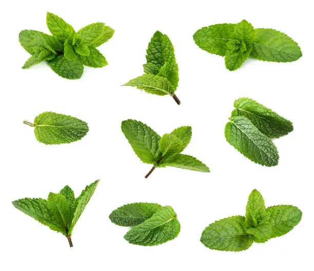 Set of fresh peppermint leaves isolated on white background.