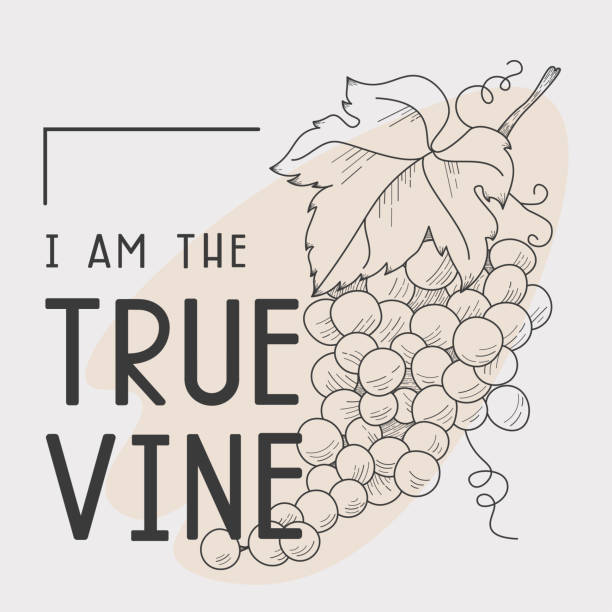 true vine text and grapes line illustration Grapes line art illustration with John 15:1 bible verse. Inspiring christian interior print or social media template. verses stock illustrations