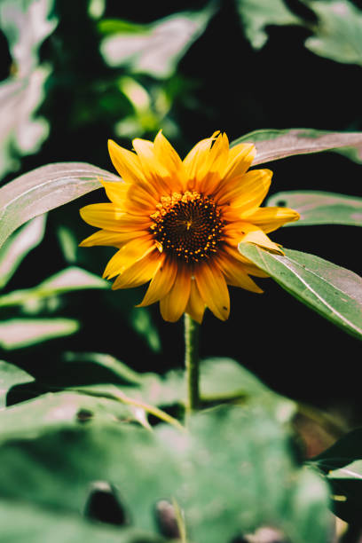 sunflower - 3109 imagens e fotografias de stock