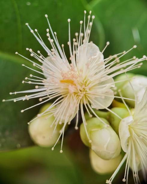 istock kinds of flowers 1337374354