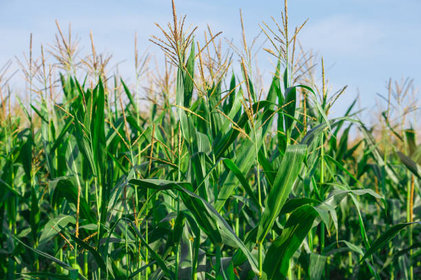 istock The corn on the field in summer farm 1337374991