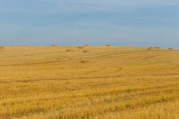 Photo of the field with straw and sheaves on the horizon