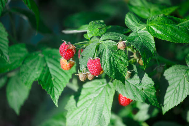 istock Branch with the raspberries in the garden 1337375073