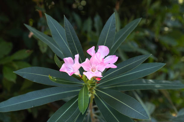 istock pink oleander flower among the leaves 1337375316