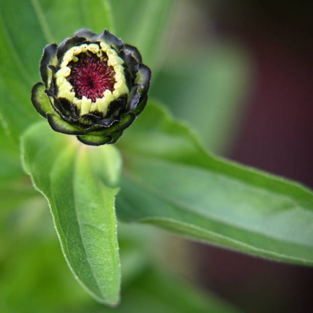Close up of a Zinnia flower bud stock photo