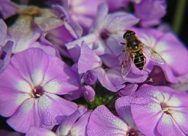 Close up of a Hoverfly on purple Phlox flowers stock photo