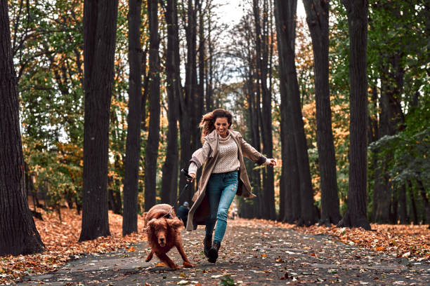 loco trote con un perro en el parque de otoño. una joven y hermosa corre con un perro de raza pura que tira de una correa y se ríe. - pulling fotografías e imágenes de stock