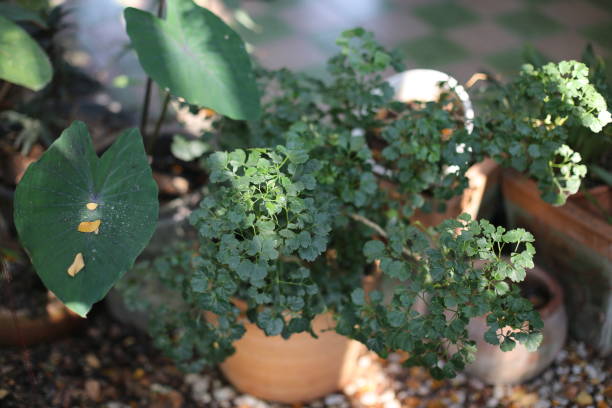 istock Close up photo of Polyscias and blurred background. 1337376251