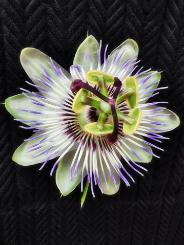 closeup view of green purple and white passion flower in full bloom