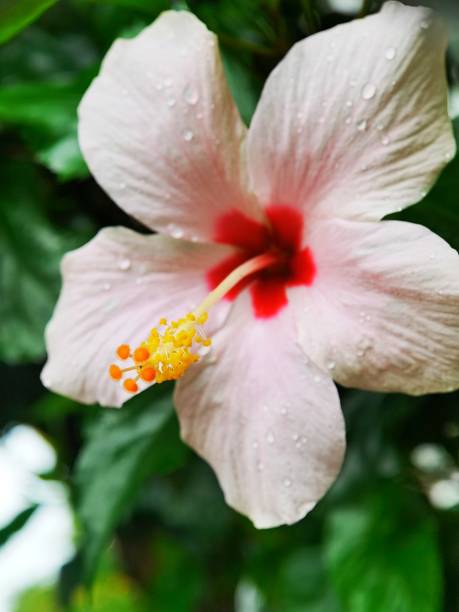 istock kinds of flowers 1337377178