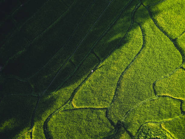 istock Rice field ,Aerial view of rice fields 1337377384