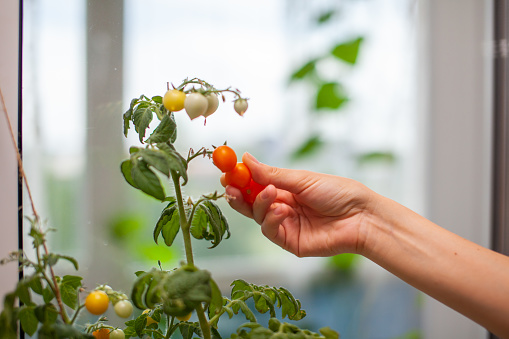 A woman picks ripe, yellow tomatoes. Unripe and ripe small tomatoes growing on the windowsill. Fresh mini-vegetables in the greenhouse on a branch with green fruits. Young fruits on the bush.