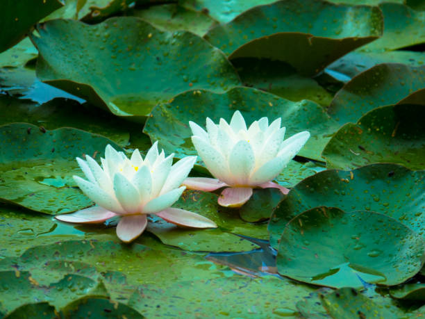 White lily in water on the lake Close side view of two beautiful white water lily plant on a pond lotus water lily white flower stock pictures, royalty-free photos & images