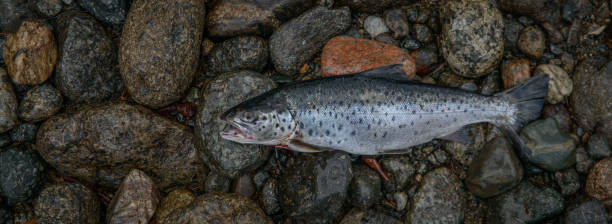 istock Trout fishing in the wilderness 1337378867
