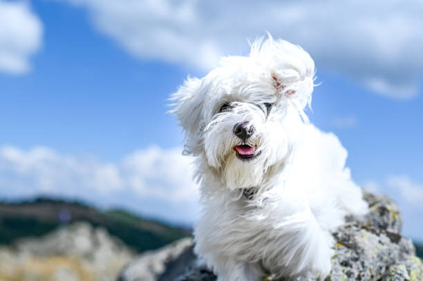 istock Maltese dog on a mountain rock 1337379972
