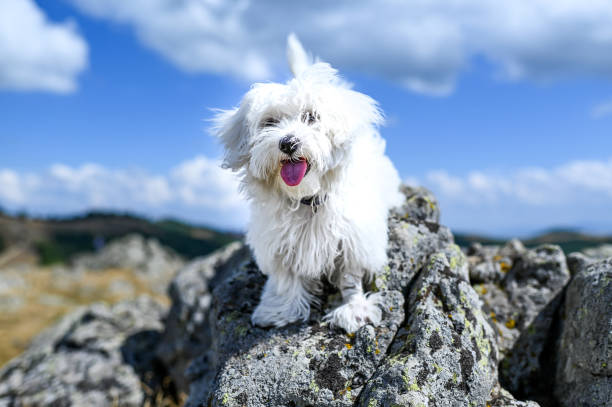 istock Maltese dog on a mountain rock 1337379980