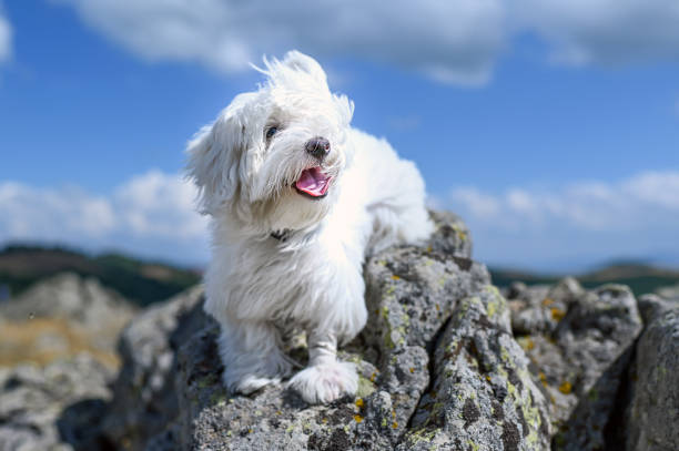 istock Maltese dog on a mountain rock 1337379981