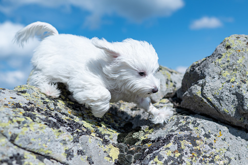 Close up shot of a small pet, Maltese dog during a bright sunny day