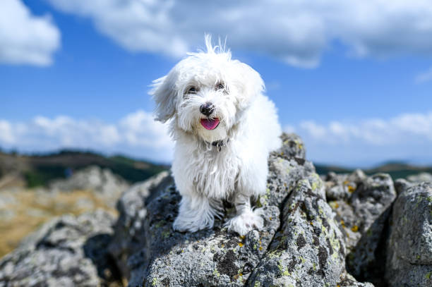 istock Maltese dog on a mountain rock 1337380003