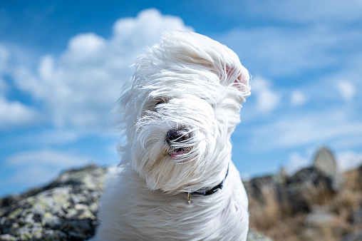 Close up shot of a small pet, Maltese dog during a bright sunny day