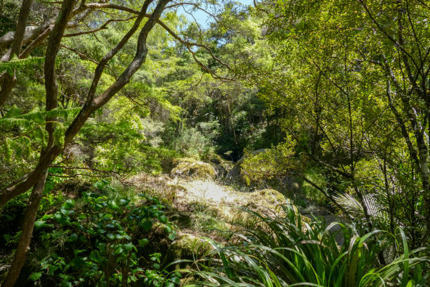 Around Wairere Boulders in New Zealand Natural scenery around Wairere Boulders in New Zealand subtropical stock pictures, royalty-free photos & images