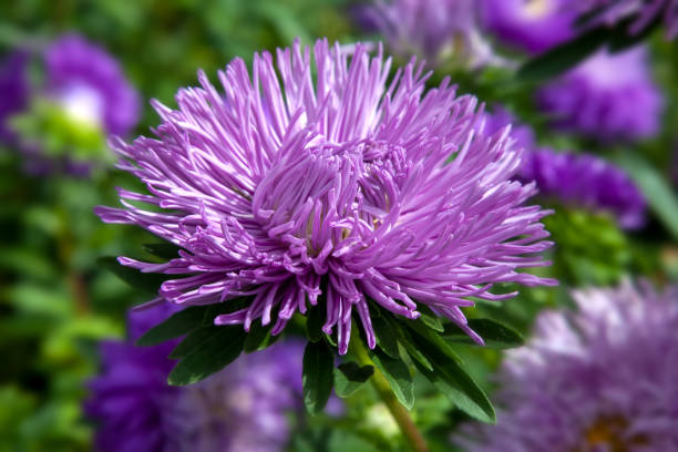 Aster Needle - Garden flower. Close up