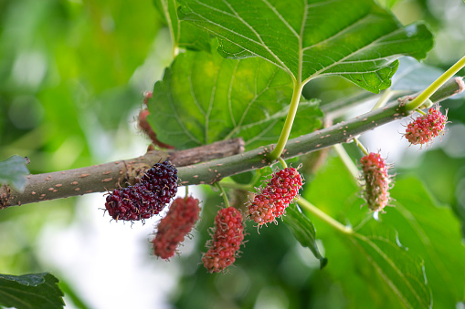 Fresh ripe mulberry on the tree