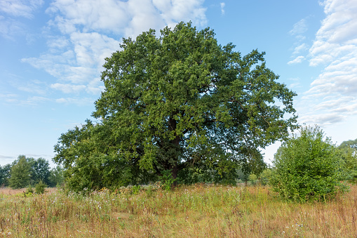 Century old spreading common oak growing among the meadow on a background of sky at summer morning