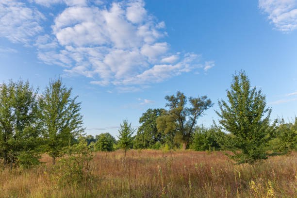 istock Meadow overgrown with single trees against sky at summer morning 1337384061