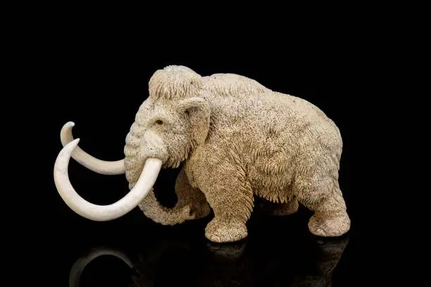 ivory statuette of elephant mammoth on black background with reflection. carved with a gouge from old bone. authentic decorative figure for interior.