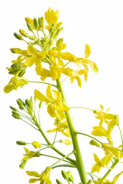 istock Common vegetable cabbage inflorescence yellow flowers which appears in the plant's second year of growth 1337387389