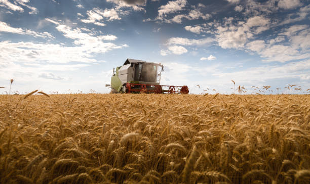 istock A combine harvester working in a wheat field 1337391723
