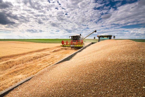 istock A combine harvester working in a wheat field 1337391727