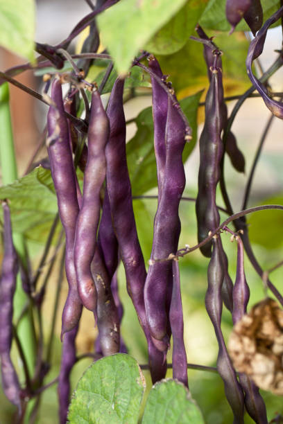 Fresh violet beans in the garden. Close up shot. Fresh violet beans in the garden. Close up shot. runner bean stock pictures, royalty-free photos & images