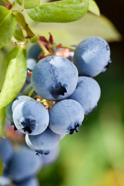 istock Blueberries on a shrub. Macro shot. 1337391896