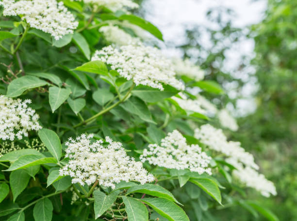 istock Elderberry tree in blossom. Nature background. 1337392060