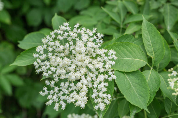 istock Elderberry tree in blossom. Nature background. 1337392061