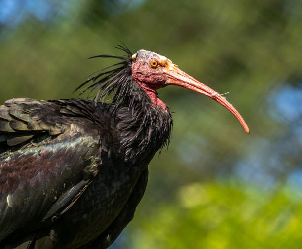 istock Northern Bald ibis, Geronticus eremita in the zoo 1337393337