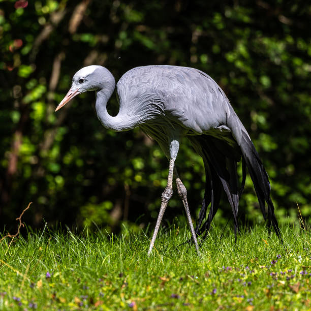 istock The Blue Crane, Grus paradisea, is an endangered bird 1337393418